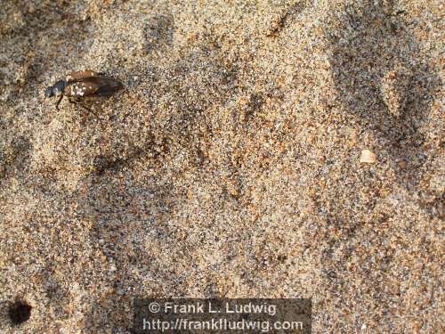Fighting the Sand